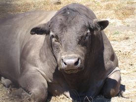 A very BIG BULL we got to meet on the side of the road in Point Reyes, CA